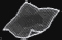 Mouchoir